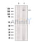 KDM4C / GASC1 / JMJD2C Antibody -DF13567