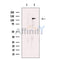 DAB2IP Antibody -DF13568