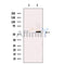 KMT5C/SUV4-20h2 Antibody -DF13570