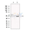 NAPE-PLD Antibody -DF13571