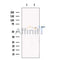 UGT1A6 Antibody -DF13573