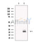VPS29 Antibody -DF13575