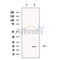 NPW Antibody -DF13576