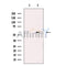 DHCR7 Antibody -DF13577