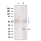 BASP1 Antibody -DF13578
