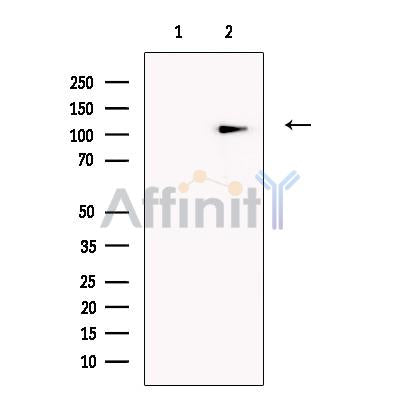 SLFN14 Antibody -DF13579