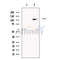 SLFN14 Antibody -DF13579