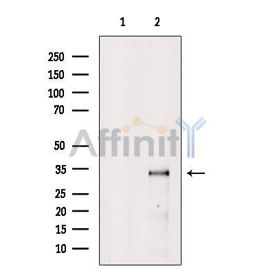 NMNAT2 Antibody -DF13581
