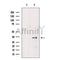 NMNAT2 Antibody -DF13581