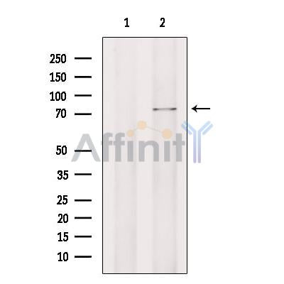 SSX2IP Antibody -DF13582