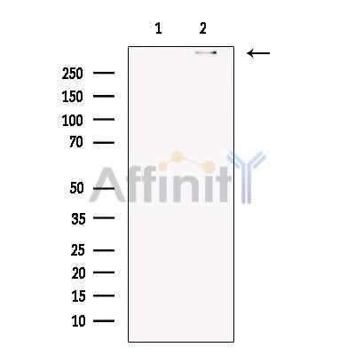 DNAH5 Antibody -DF13584