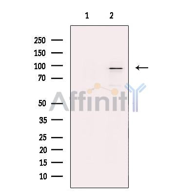 THRAP5 Antibody -DF13586