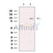 THRAP5 Antibody -DF13586