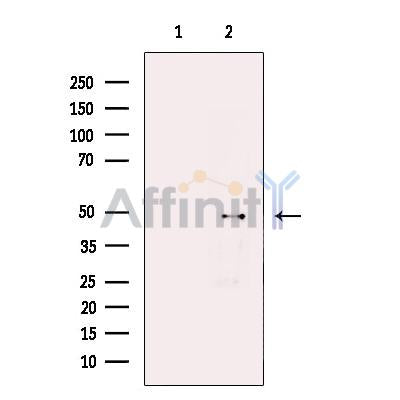 WIPI1 Antibody -DF13587