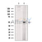 beta II Tubulin Antibody -DF13588
