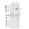 Anillin Antibody -DF13590