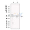 KIR2DL4 Antibody -DF13591
