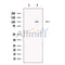 Sulfatase 1 Antibody -DF13592