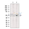 Nogo Receptor Antibody -DF13593