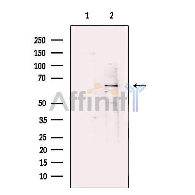 EAAT4 Antibody -DF13594