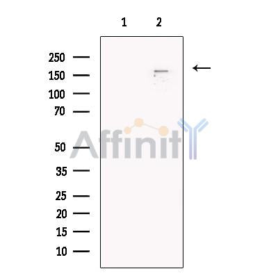 PEG3 Antibody -DF13596