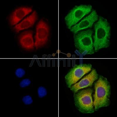 Arc Antibody -DF13598