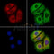 Arc Antibody -DF13598