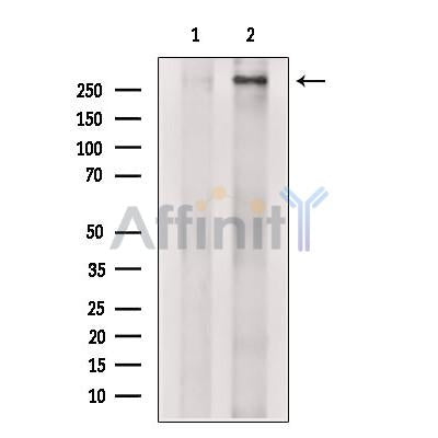 TRRAP Antibody -DF13603