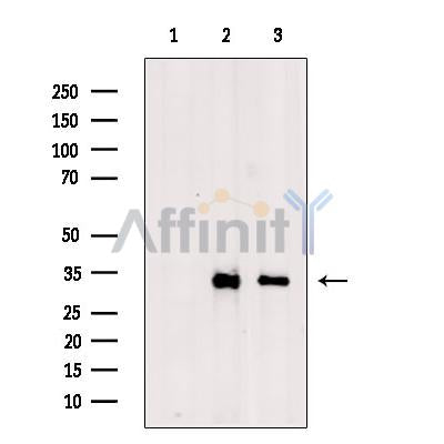 KC1AL Antibody -DF13605