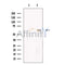 PRMT3 Antibody -DF13606