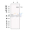 PRDM2 Antibody -DF13607