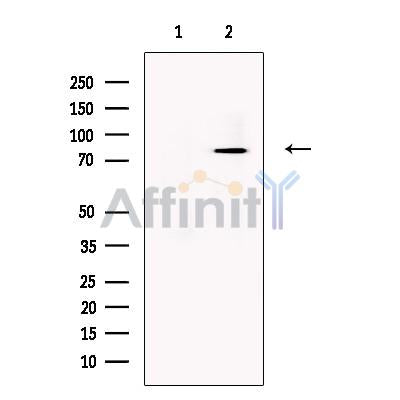 GGA3 Antibody -DF13609