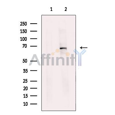 MBD4 Antibody -DF13611