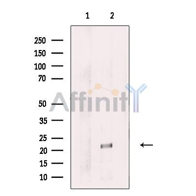 Amino-terminal enhancer of split Antibody -DF13613