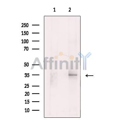 XAF1 Antibody -DF13614