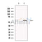 Melanopsin Antibody -DF13615