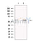 Melanopsin Antibody -DF13615