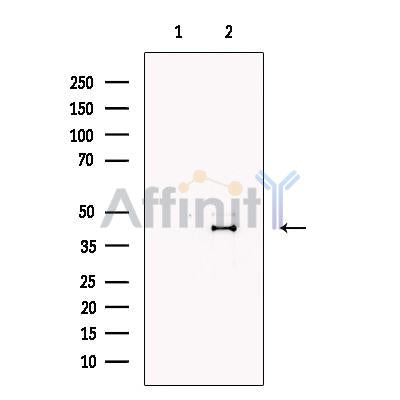 Lefty Antibody -DF13617