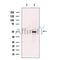 GABA A receptor pi Antibody -DF13621
