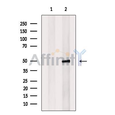 Repulsive Guidance Molecule A Antibody -DF13622