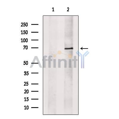 ILF1 Antibody -DF13638