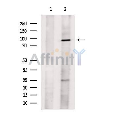 L3MBTL1 Antibody -DF13640