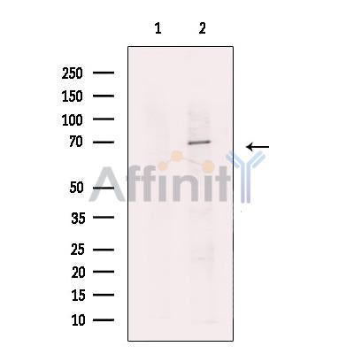 RBM14 Antibody -DF13645