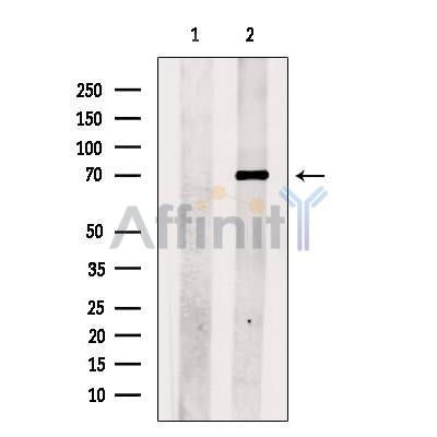 COL4A3BP Antibody -DF13647