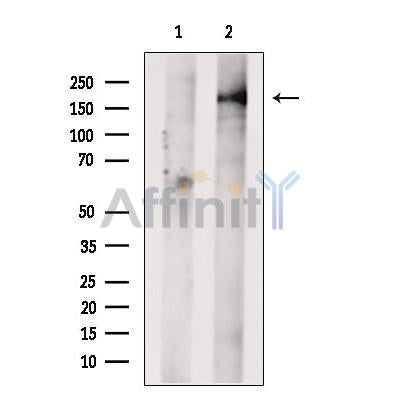 GREB1 Antibody -DF13648