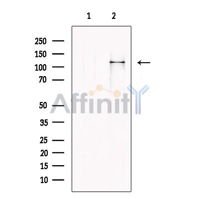 Mov10 Antibody -DF13651
