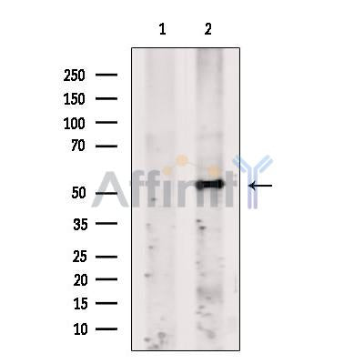 Fibromodulin Antibody -DF13652