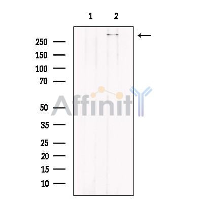 Filaggrin Antibody -DF13653