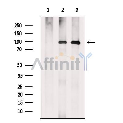 Argonaute 4 Antibody -DF13656