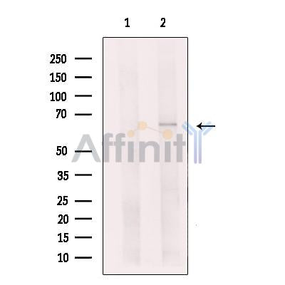 VGluT1 Antibody -DF13657